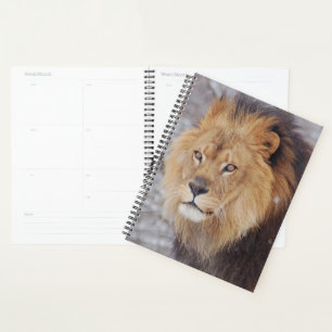 Lion Planer