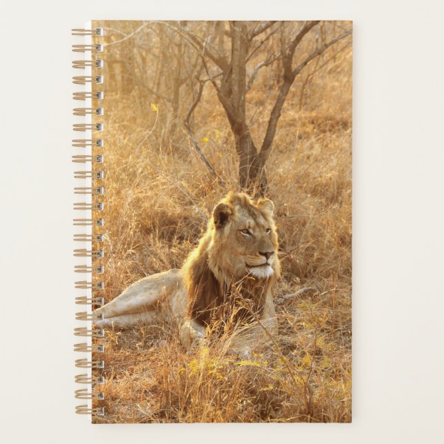 Lion Planer (Vorderseite)
