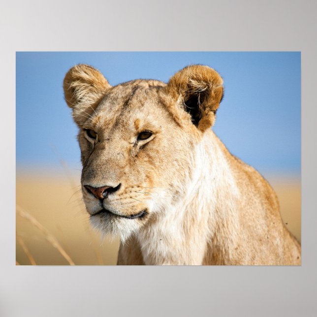 Lion-Portrait-Foto Poster (Vorne)