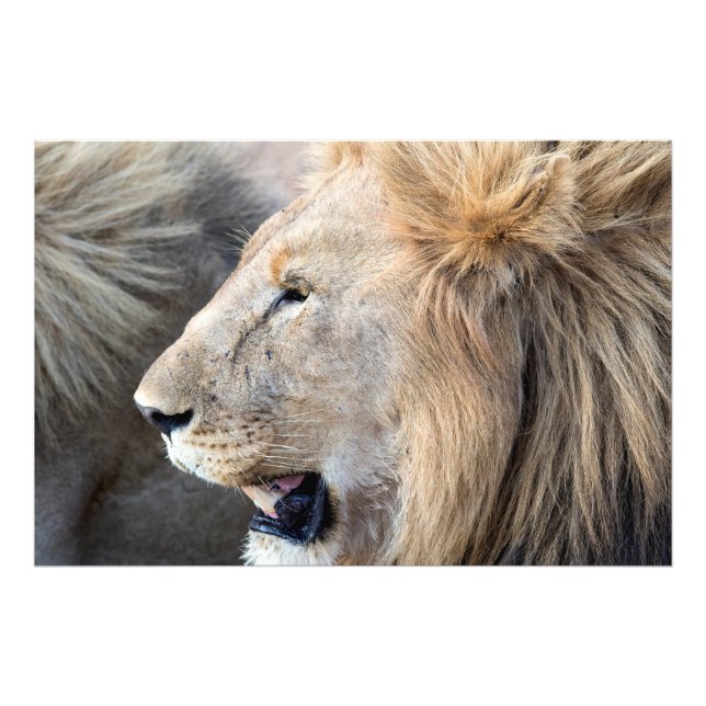 Lion Portrait Fotodruck (Vorne)