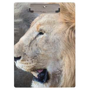 Lion Portrait Klemmbrett