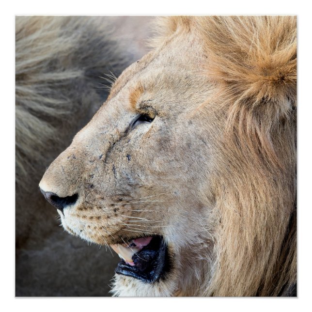 Lion Portrait Poster (Vorderseite)