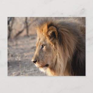 Lion Portrait Postkarte