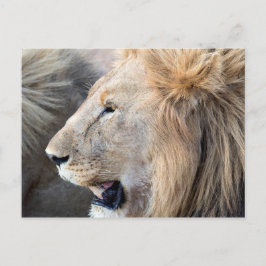 Lion Portrait Postkarte