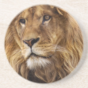 Lion-Portrait Sandstein Untersetzer