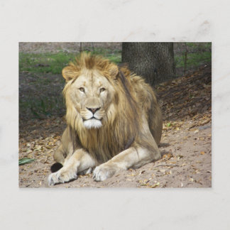 Lion Post Card Postkarte