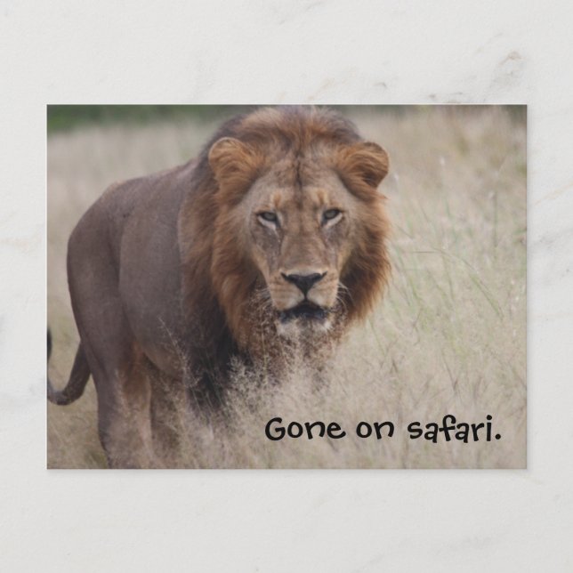 Lion Postcard Postkarte (Vorderseite)