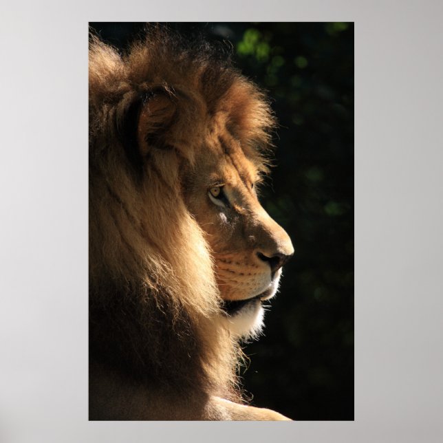 Lion Poster (Vorne)