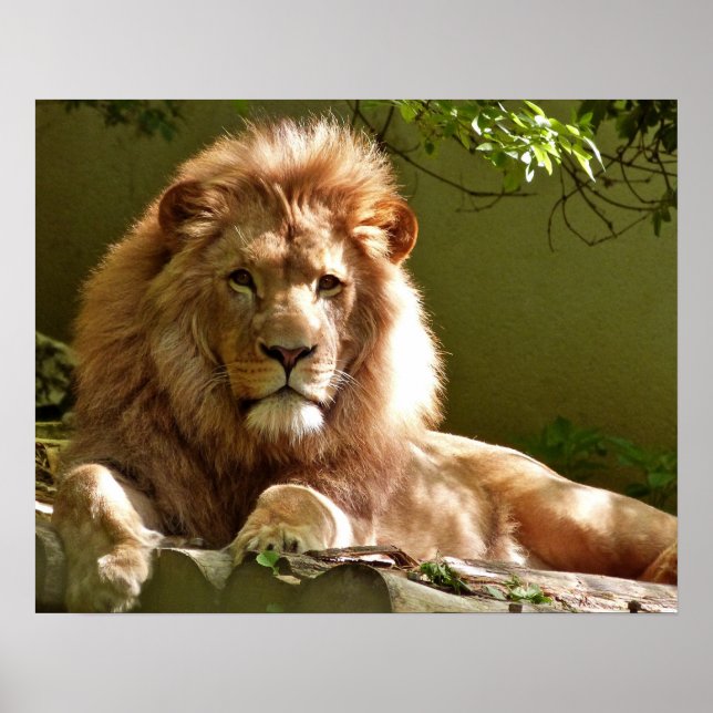 Lion Poster (Vorne)