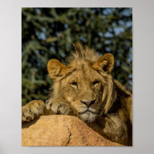 Lion Poster