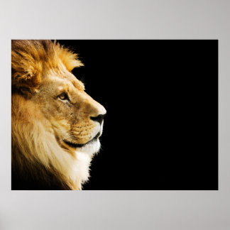 Lion Poster