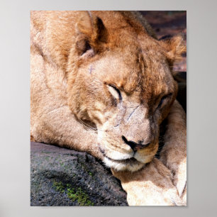 Lion Poster