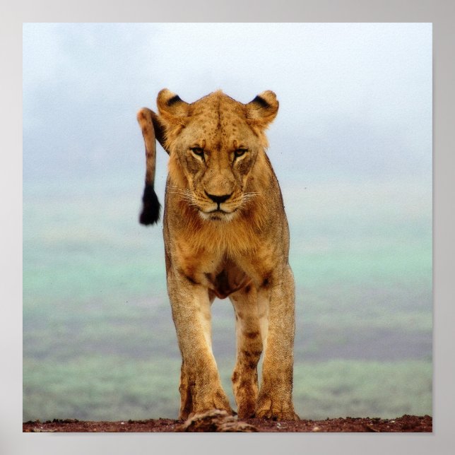 Lion Poster (Vorne)