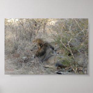 Lion Poster