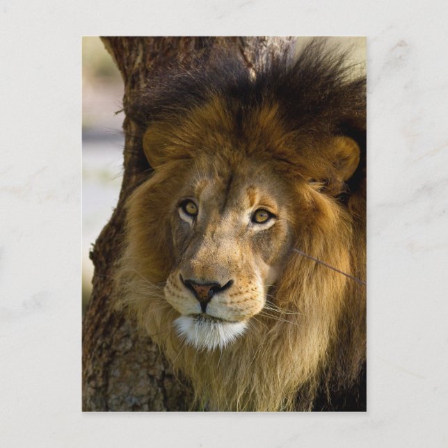 Lion Postkarte (Vorderseite)