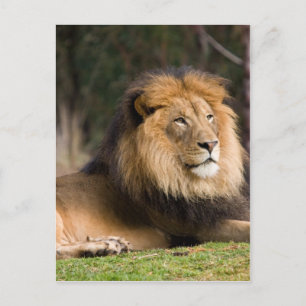 Lion Postkarte