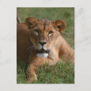 Lion Postkarte