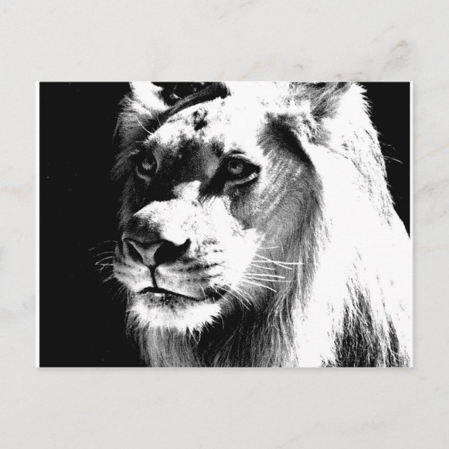 Lion Postkarte (Vorderseite)