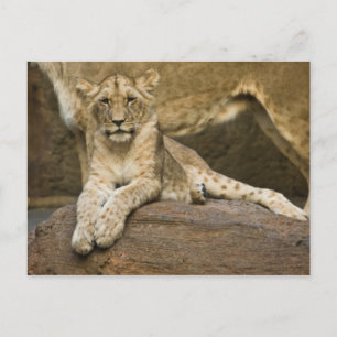 Lion Postkarte