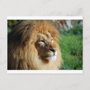 Lion Postkarte
