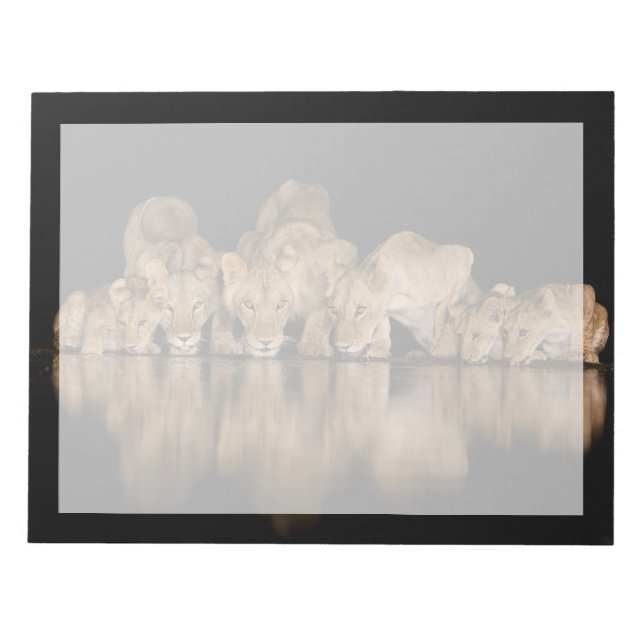 Lion Pride Drinks at the Water Hole at Night Notizblock (Vorderseite)