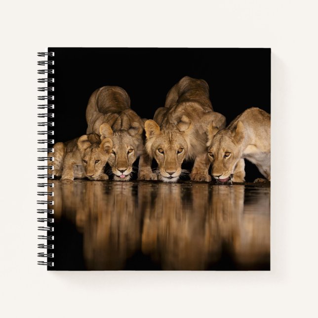 Lion Pride Drinks at the Water Hole at Night Notizbuch (Vorderseite)