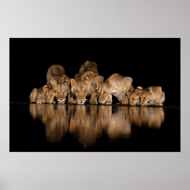 Lion Pride Drinks at the Water Hole at Night Poster (Vorne)