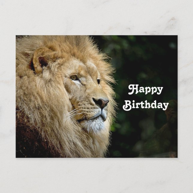 Lion Profile Wildlife Foto Birthday Postkarte (Vorderseite)
