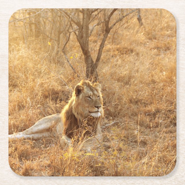 Lion Rechteckiger Pappuntersetzer (Vorderseite)