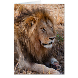 Lion Réserve nationale de Maasai Mara, Kenya
