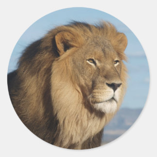 Lion Runder Aufkleber
