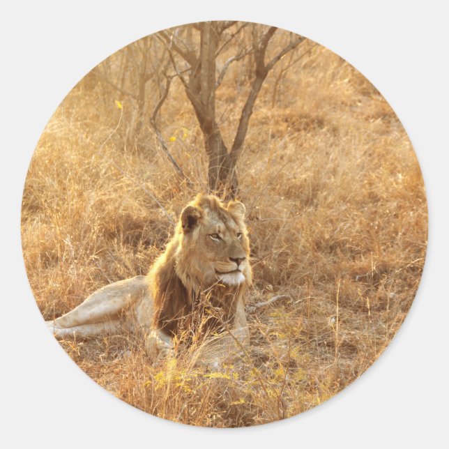 Lion Runder Aufkleber (Vorderseite)