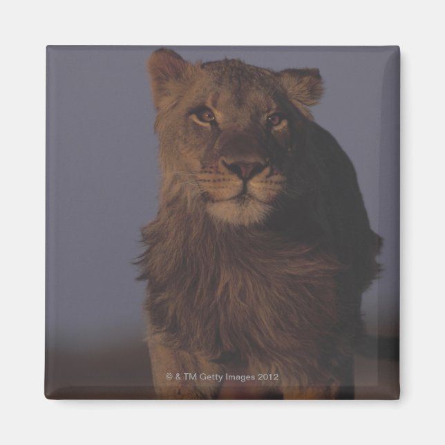 Lion Running Magnet (Vorne)