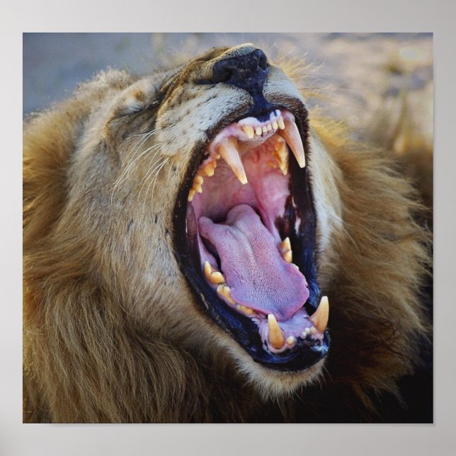Lion Snarling poster sauvage, imprimer, photo (Devant)