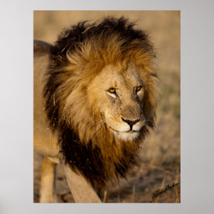 Lion Stalking Poster