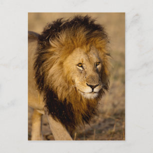 Lion Stalking Postkarte