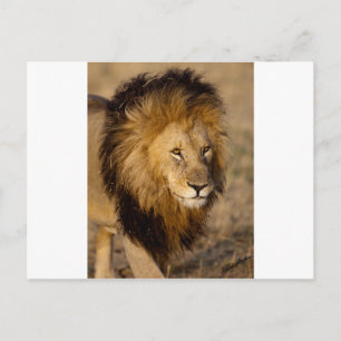 Lion Stalking Postkarte