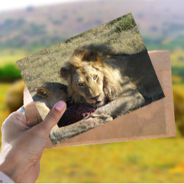 Lion Stare Postcard Postkarte