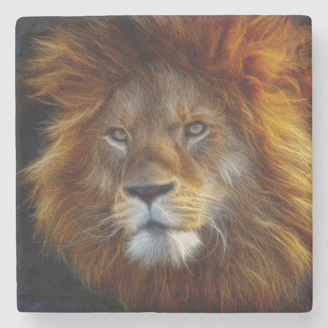 Lion Steinuntersetzer (Vorderseite)