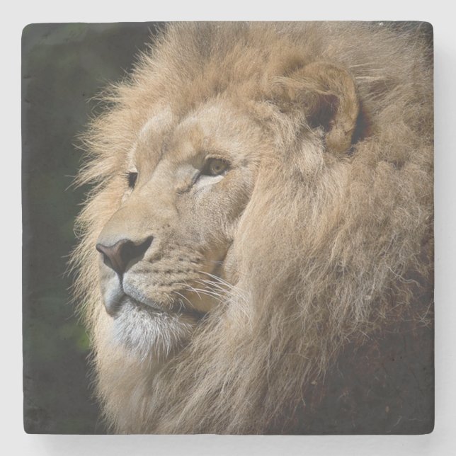 Lion Steinuntersetzer (Vorderseite)
