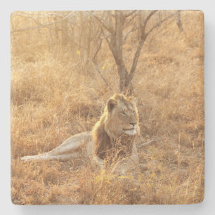 Lion Stone Untersetzer