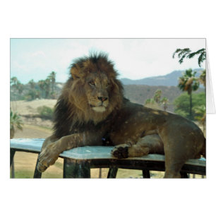 Lion sur la carte de voiture