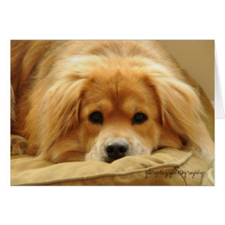 Lion sur le lit de chien