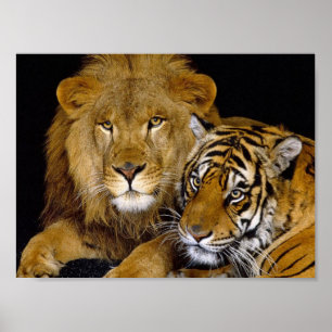 Lion & Tiger Poster