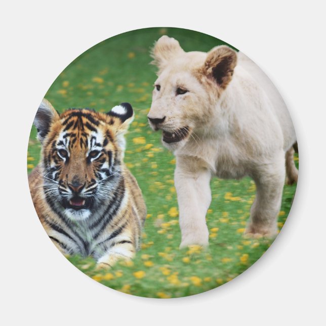 Lion & Tigerjungen spielen im Spiel Magnet (Vorne)