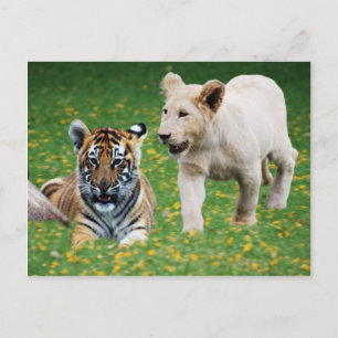Lion & Tigerjungen spielen im Spiel Postkarte