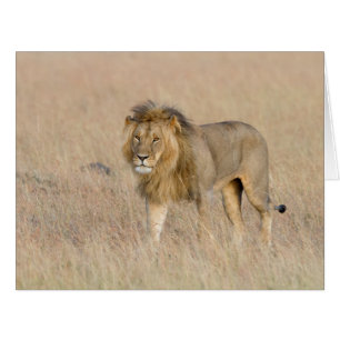 Lion Walking