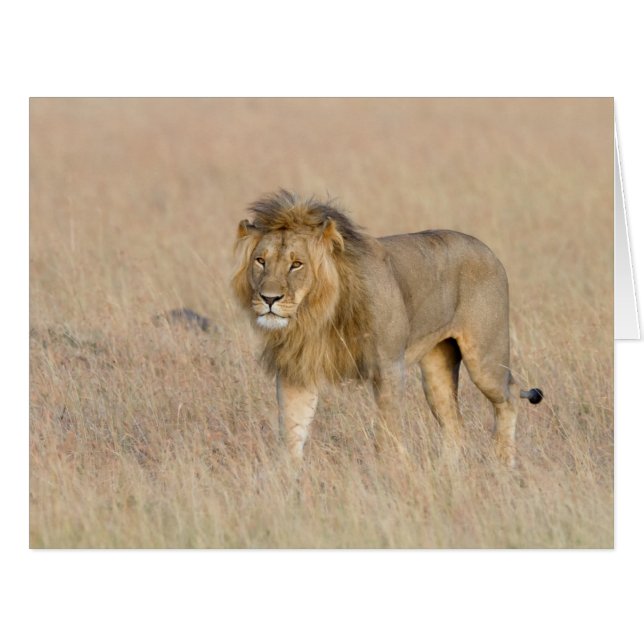 Lion Walking (Vorderseite (Horizontal))