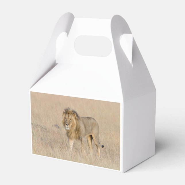 Lion Walking Geschenkschachtel (Rückseite)
