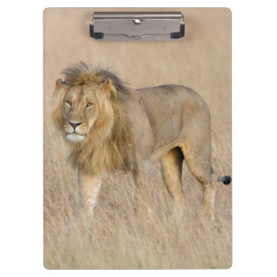 Lion Walking Klemmbrett